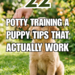 22 Potty Training a Puppy Tips That Actually Work