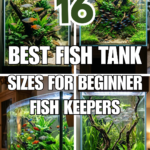 16 Best Fish Tank Sizes for Beginner Fish Keepers
