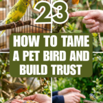 23 How to Tame a Pet Bird and Build Trust