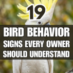 19 Bird Behavior Signs Every Owner Should Understand
