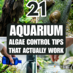 21 Aquarium Algae Control Tips That Actually Work