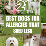 21 Best Dogs for Allergies That Shed Less