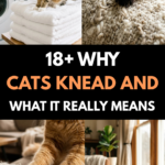 18 Why Cats Knead and What It Really Means