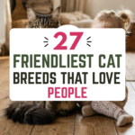 27 Friendliest Cat Breeds That Love People