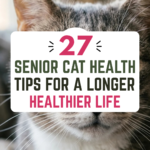 27 Senior Cat Health Tips for a Longer, Healthier Life