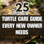 25 Turtle Care Guide Every New Owner Needs