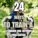 24 Ways to Train a Stubborn Dog Without Frustration