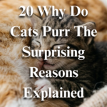20 Why Do Cats Purr? The Surprising Reasons Explained
