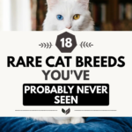 18 Rare Cat Breeds You’ve Probably Never Seen