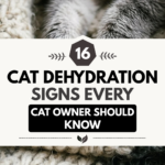 16 Cat Dehydration Signs Every Cat Owner Should Know