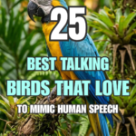 25 Best Talking Birds That Love to Mimic Human Speech
