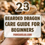 23 Bearded Dragon Care Guide for Beginners