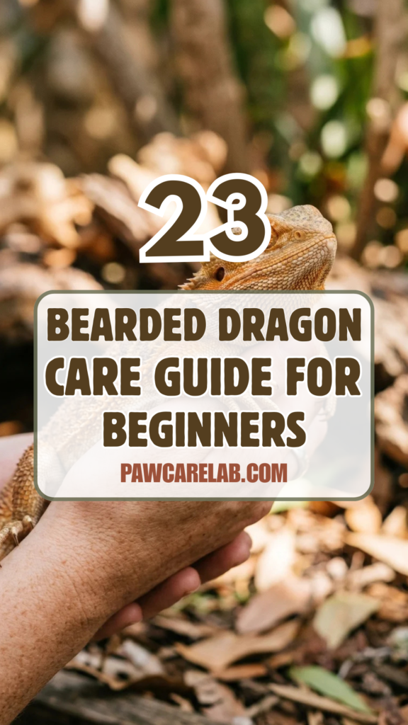 23 Bearded Dragon Care Guide for Beginners