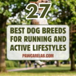 27 Best Dog Breeds for Running and Active Lifestyles