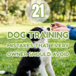 21 Dog Training Mistakes That Every Owner Should Avoid