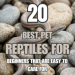 20 Best Pet Reptiles for Beginners That Are Easy to Care For