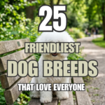 25 Friendliest Dog Breeds That Love Everyone
