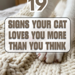 19 Signs Your Cat Loves You More Than You Think