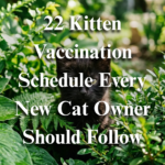 22 Kitten Vaccination Schedule Every New Cat Owner Should Follow