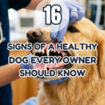 16 Signs of a Healthy Dog Every Owner Should Know