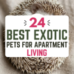 24 Best Exotic Pets for Apartment Living