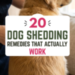 20 Dog Shedding Remedies That Actually Work