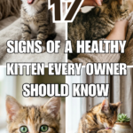 17 Signs of a Healthy Kitten Every Owner Should Know