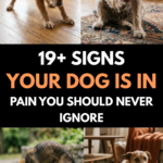 19 Signs Your Dog Is in Pain You Should Never Ignore