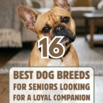 16 Best Dog Breeds for Seniors Looking for a Loyal Companion