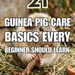 21 Guinea Pig Care Basics Every Beginner Should Learn