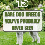 15 Rare Dog Breeds You’ve Probably Never Seen