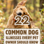 22 Common Dog Illnesses Every Pet Owner Should Know