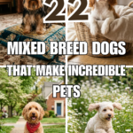 22 Mixed Breed Dogs That Make Incredible Pets