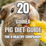 20 Guinea Pig Diet Guide for a Healthy Companion