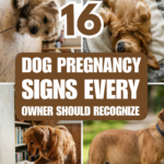 16 Dog Pregnancy Signs Every Owner Should Recognize