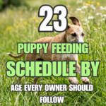 23 Puppy Feeding Schedule by Age Every Owner Should Follow
