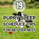 19 Puppy Sleep Schedule Tips for Better Rest