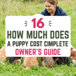16 How Much Does a Puppy Cost? Complete Owner’s Guide